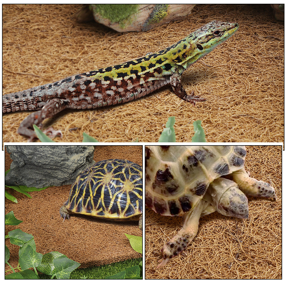 Terrarium Bedding for Reptiles - đánh giá và giá Substrate Coconut Fiber