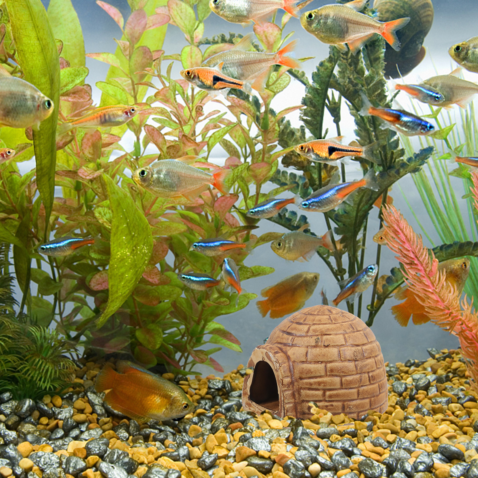 Ceramic Pleco Caves Aquarium F - đánh giá và giá Hide Cave Ceramic